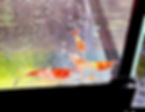 Red Rilli Shrimp (5 each)