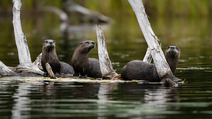 Dinah and David Barker - otters.jpg