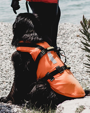 So tempting to take drowning so one of these lifeguard dogs can come get me!_edited.jpg
