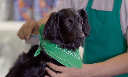 Cute Dog with Bandana_edited.jpg