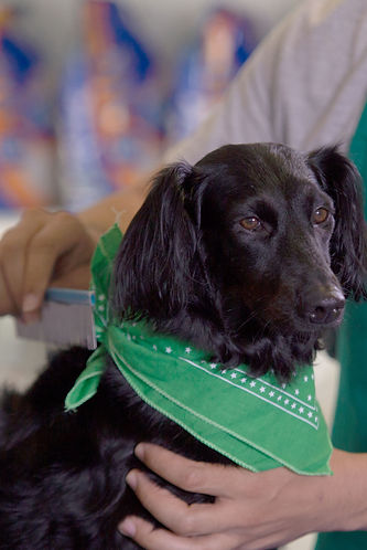 Cute Dog with Bandana_edited.jpg