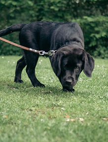 Black Labrador puppy, walking on a leash