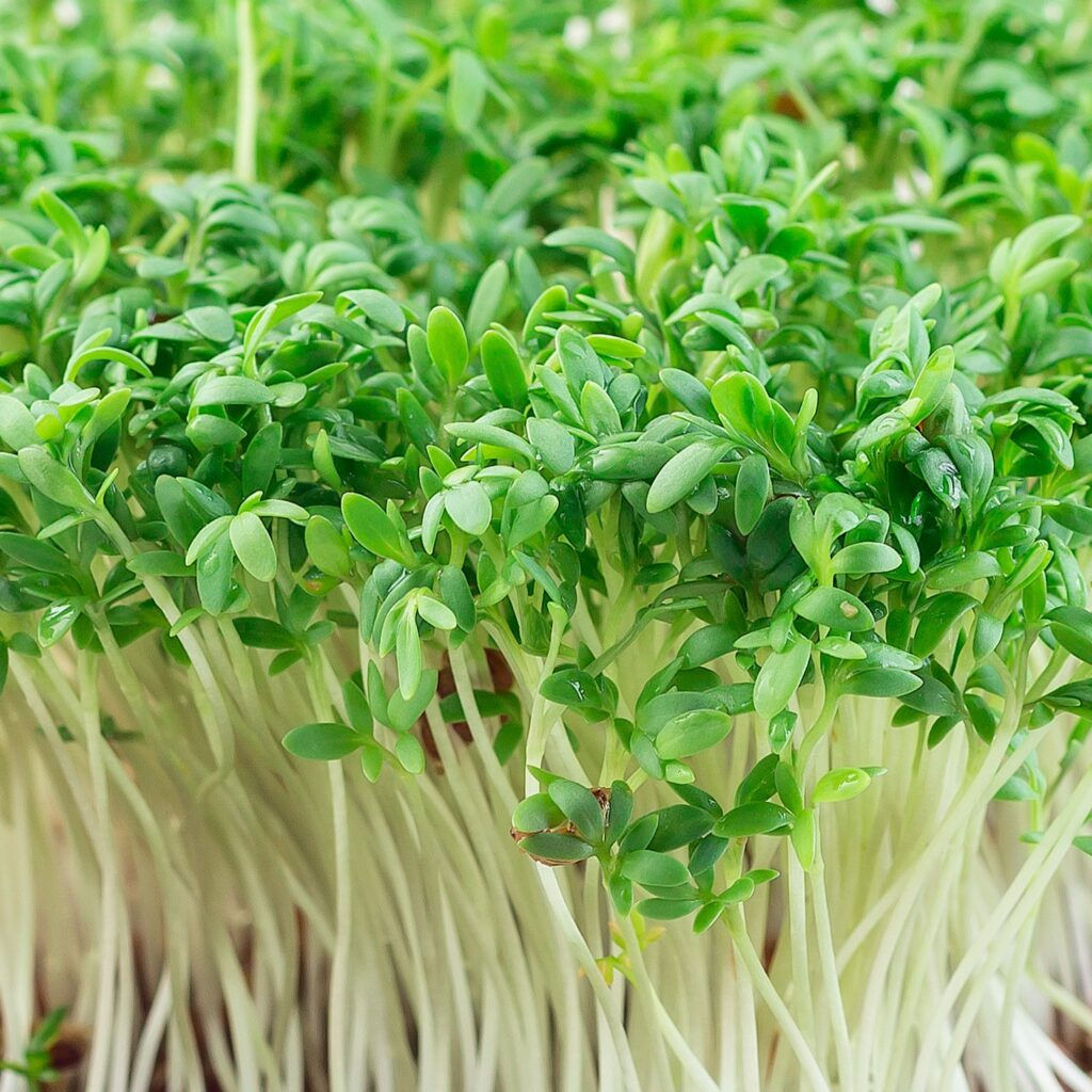 Cress, 20g