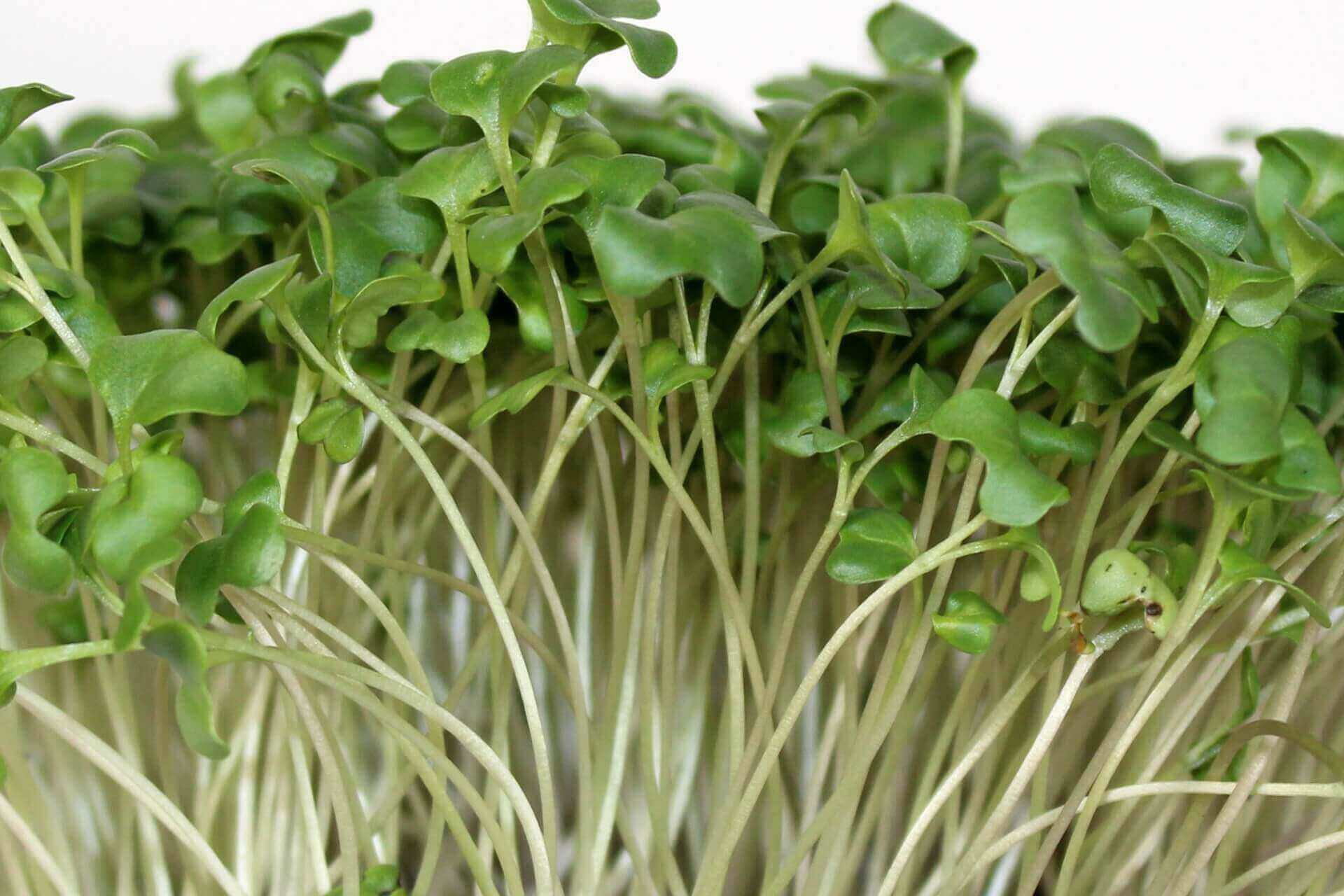 Broccoli, 20g
