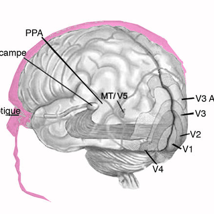 1 cerveau.jpg