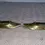 Thumbnail: Front view of toes together of the x2 Brass Slippers Ash Trays Ornaments