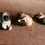 Thumbnail: Top view of the Pig Collection Of 3 Various Sizes C5