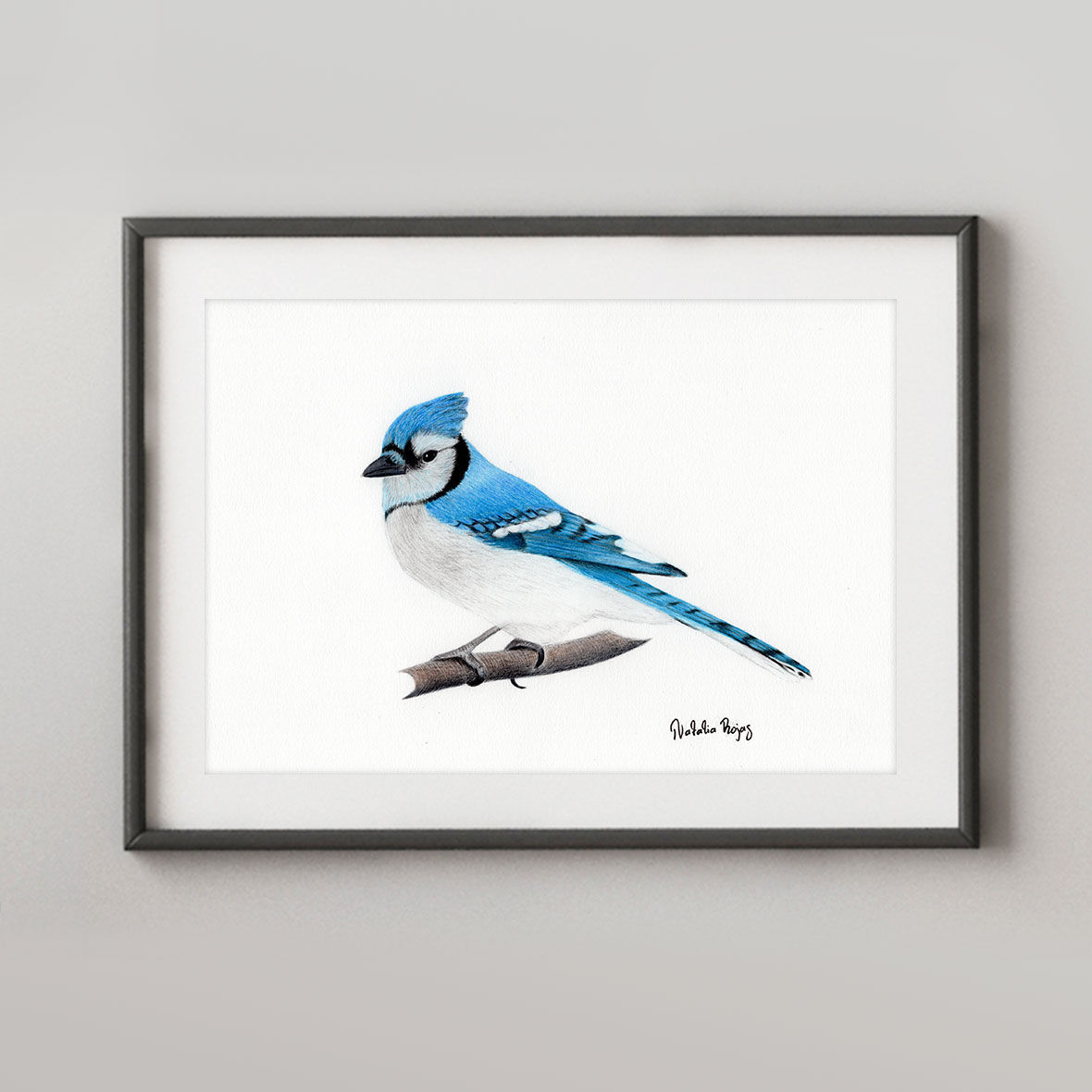 Blue Jay