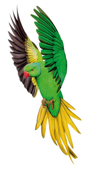 Rose-ringed Parakeet