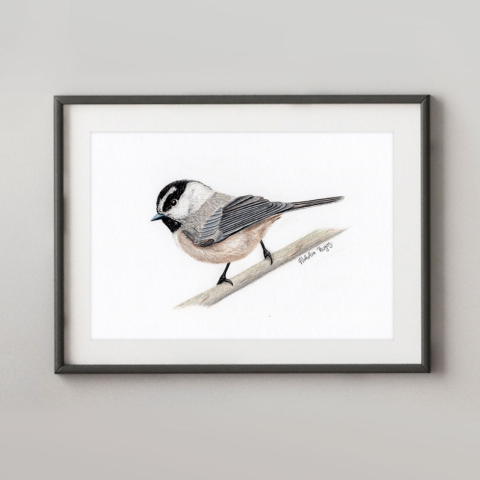 Mountain Chickadee