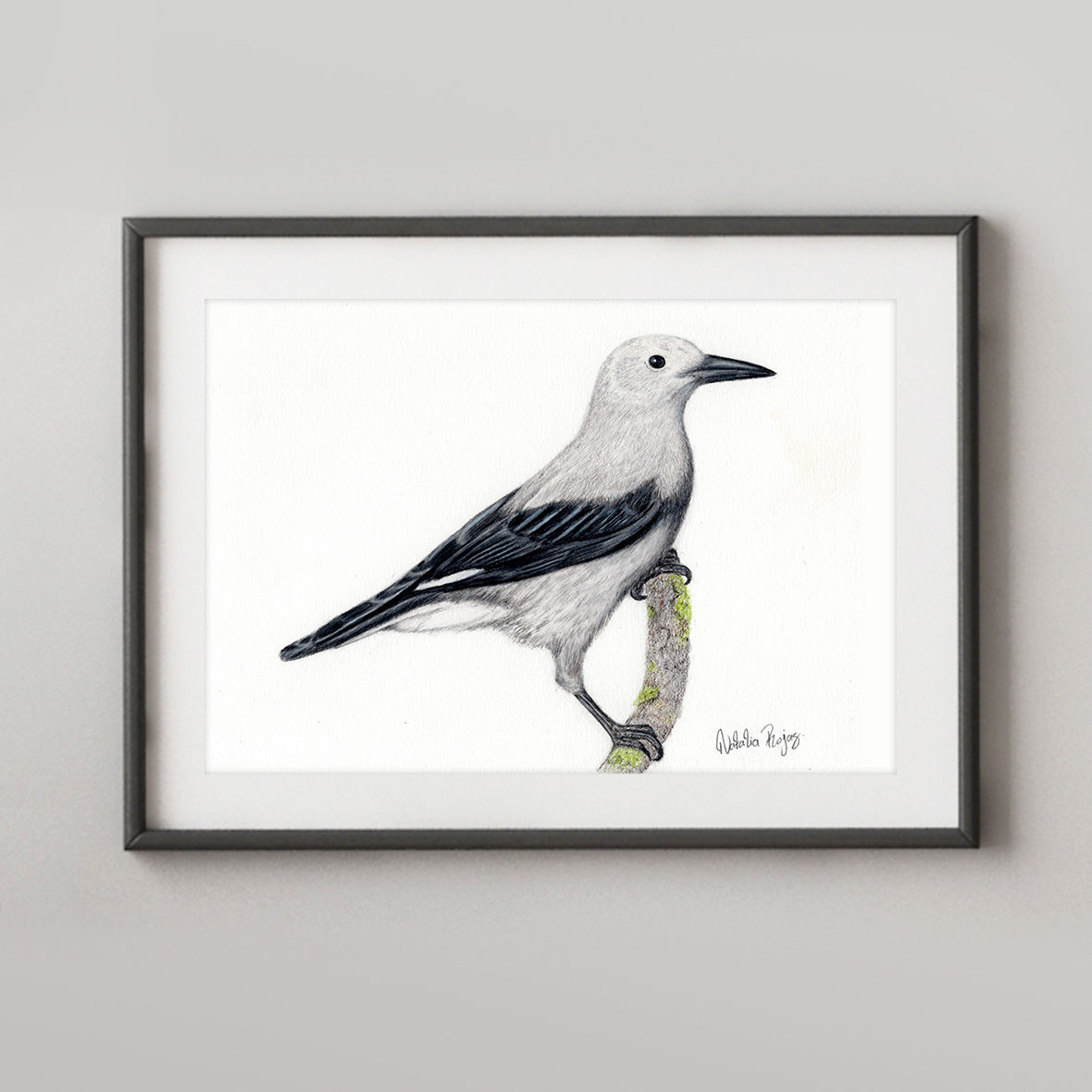 Clark's Nutcracker
