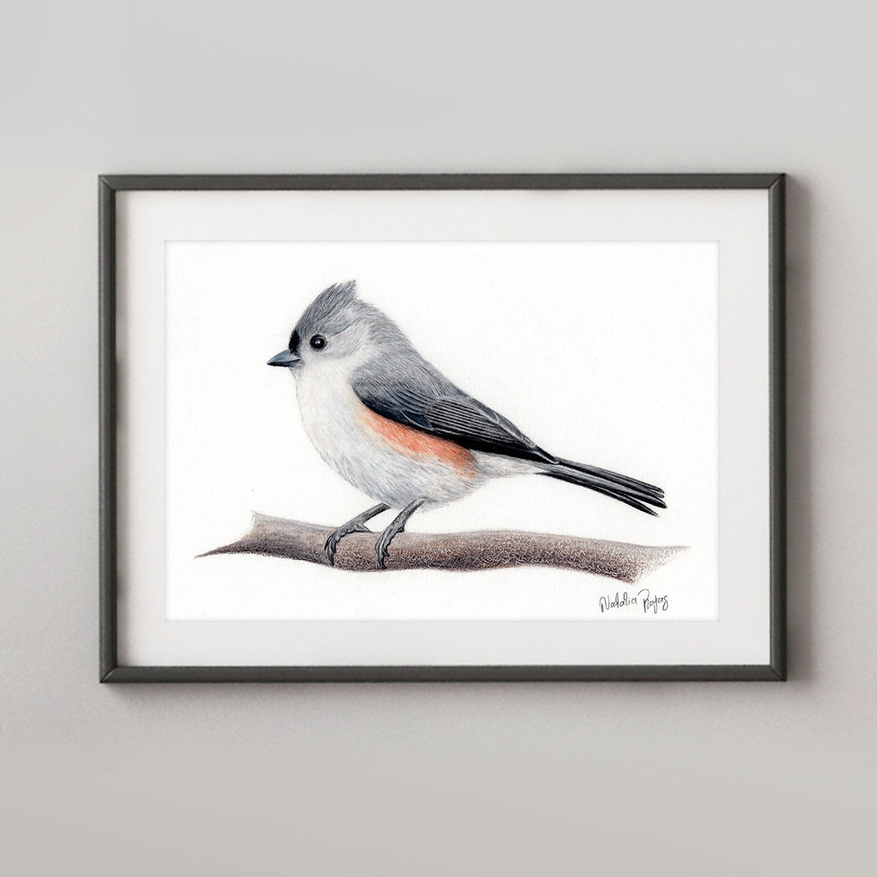 Tufted Titmouse