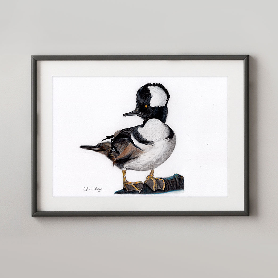 Hooded Merganser
