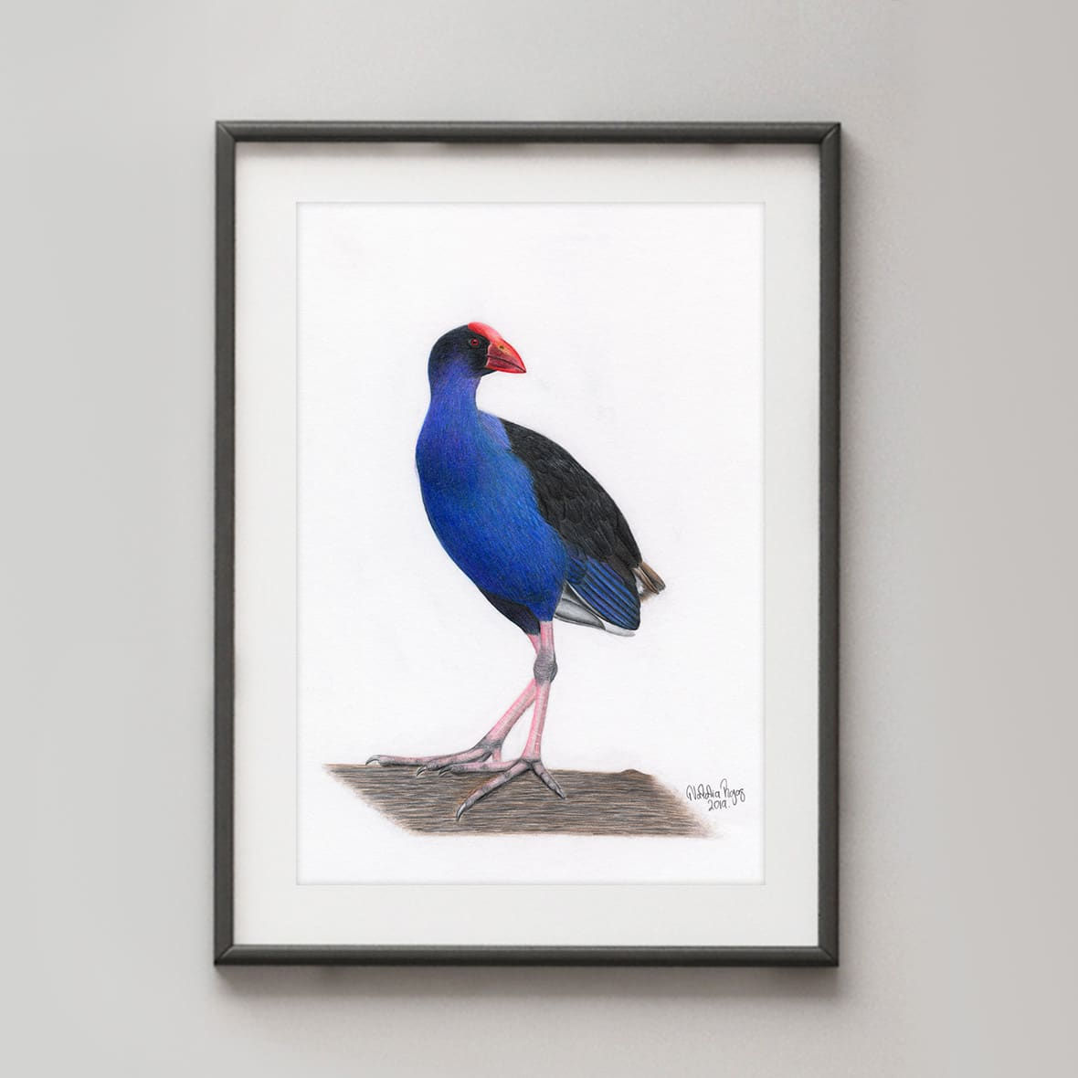 Australasian Swamphen
