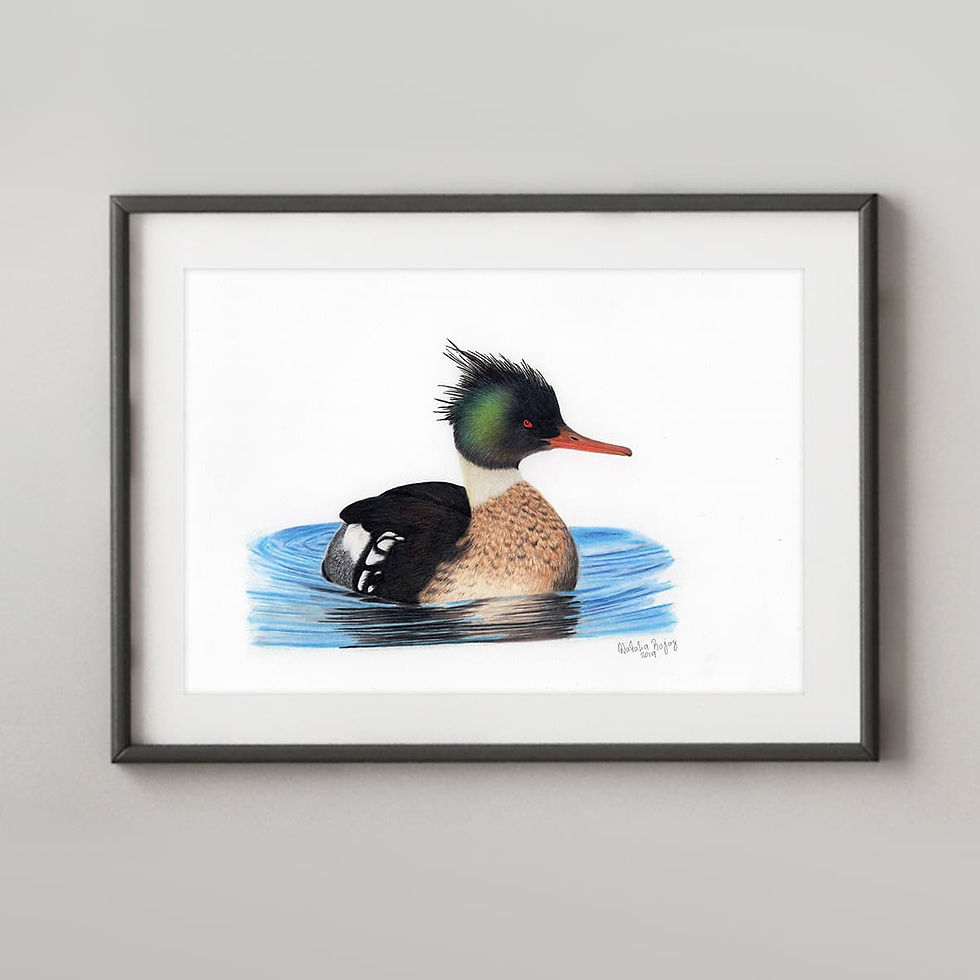 Red-breasted Merganser