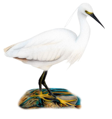 Little Egret