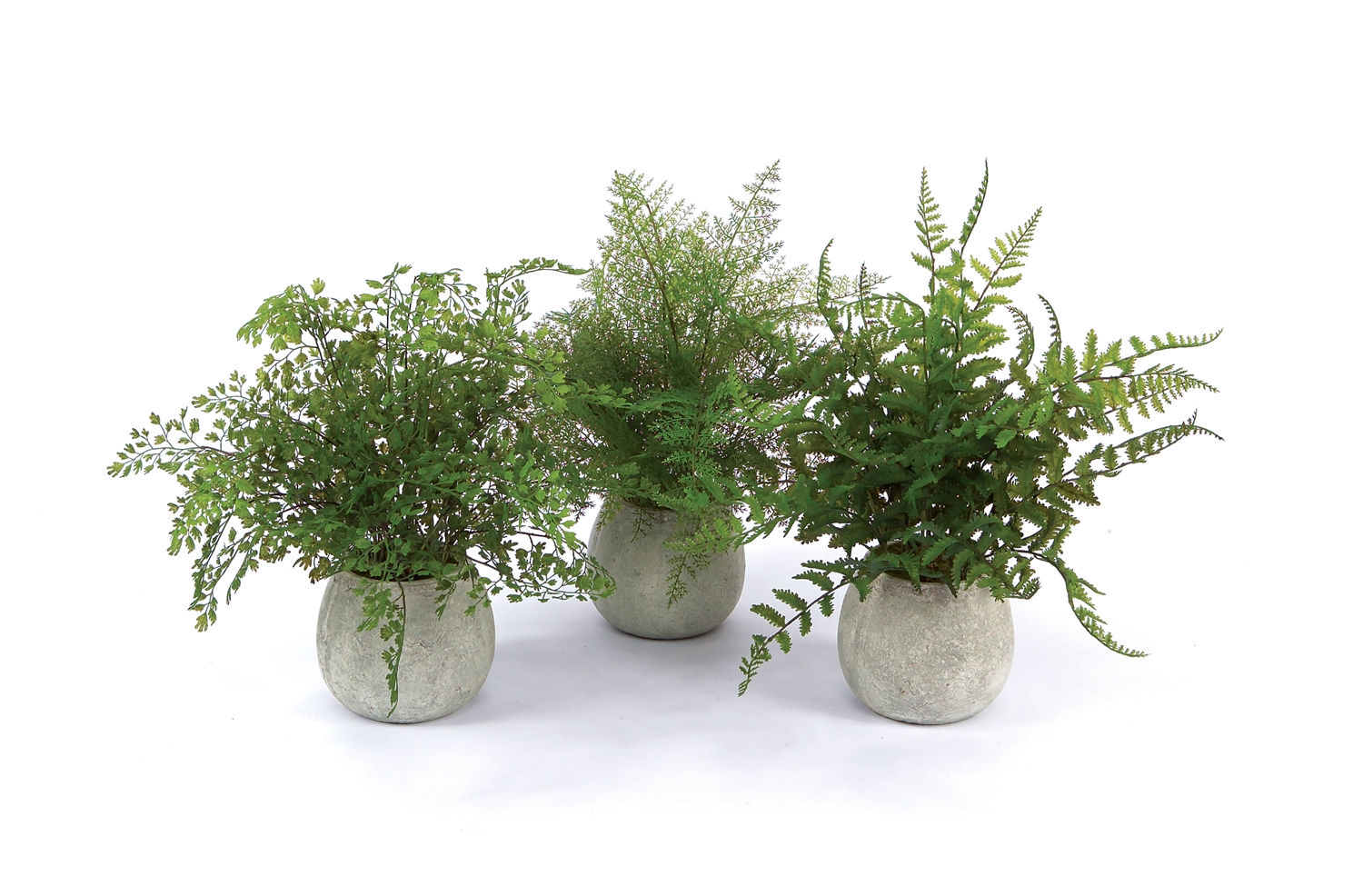 Potted Fern Plant in Grey Pot (Set of 3) 8 x 7 x 14" each