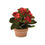 Thumbnail: Assorted Kalanchoe Flower in Terra Cotta (Set of 4) 8" H each