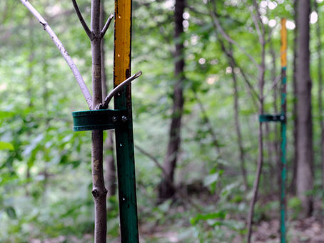 Le beau mot de tuteur