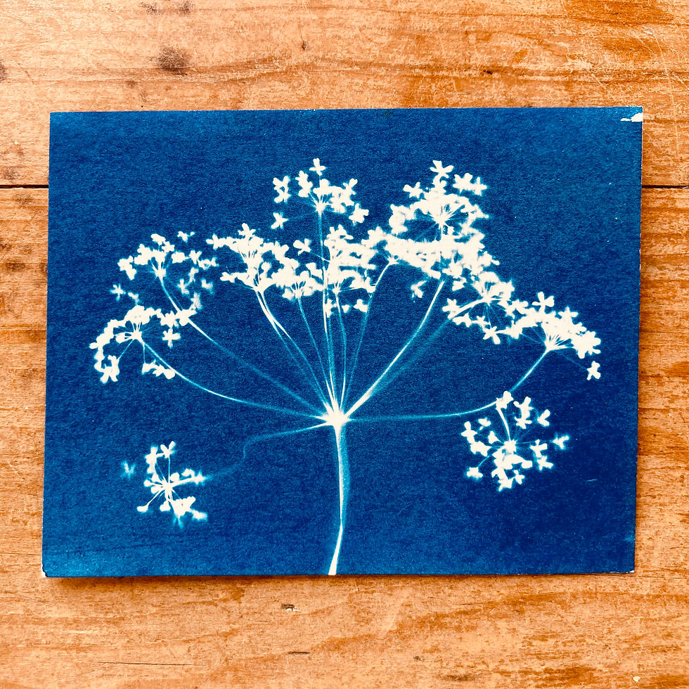 Cow Parsley III Cyanotype Super Seconds 2025