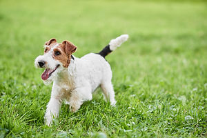 AdobeStock_167965287.jpeg