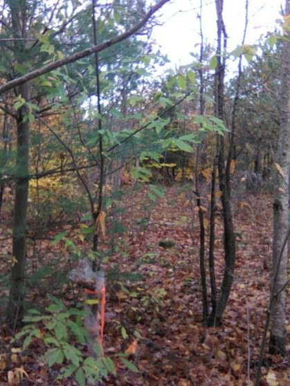 Thumbnail: Wild Nuts- Hybrid Chestnut Seedlings