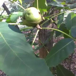 Thumbnail: Wild Nuts- Hybrid Chestnut Seedlings