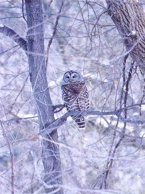 Thumbnail: Birds & Butterfly - Bird Watching - Whippoorwills to Warblers