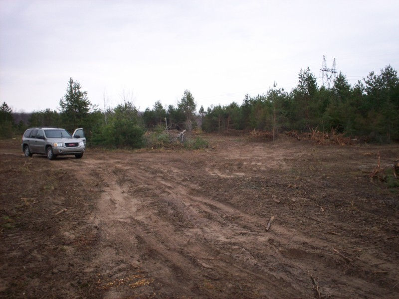 Thumbnail: Christmas Trees