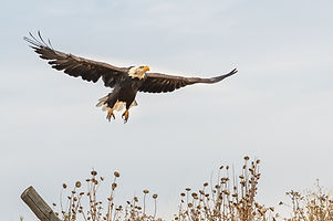 Bald Eagle in Flight. Photo © John Gifford, founder and director of the Wildways Project, an Oklahoma City nonprofit working to foster coexistence betwen people and wildlife.