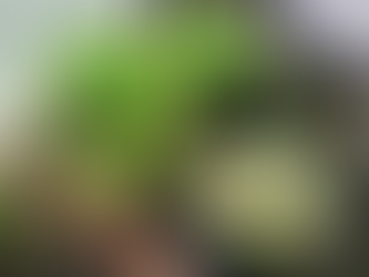 パソコン村 諫早教室 ベビーサンローズの花が咲きました。