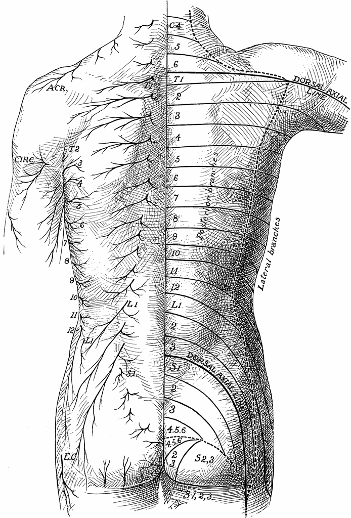 A diagram of the cutaneous nerves of the back, from The Division of General Surgery Manual of Surgical Anatomy (Washington, DC: Medical Departments U.S. Army and Navy, 1918)