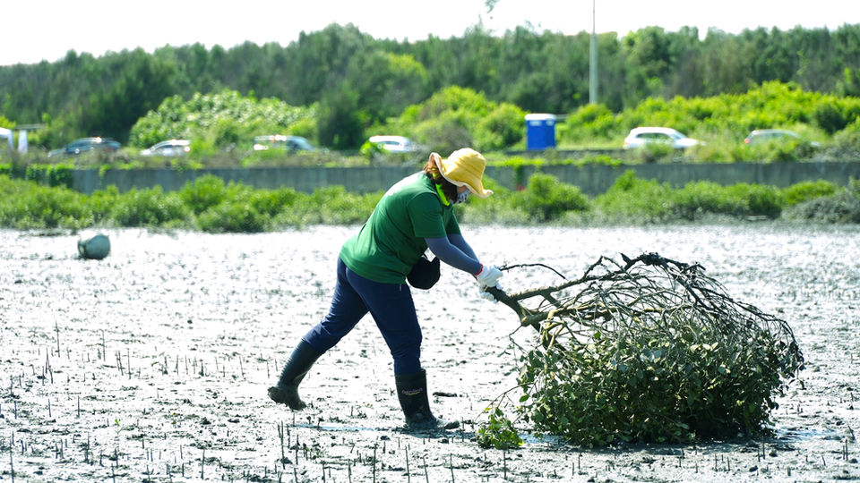 Yu-Chen Wang, Sea Forest, Mangroves of Taiwan
