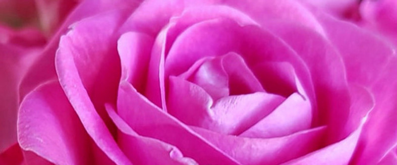 Light%252520pink%252520rose_edited_edited_edited.jpg