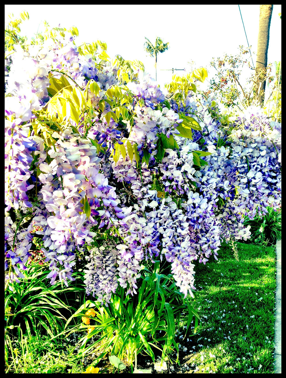 Blooming Wisterias