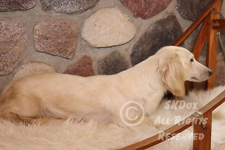 Daisy-11.jpg