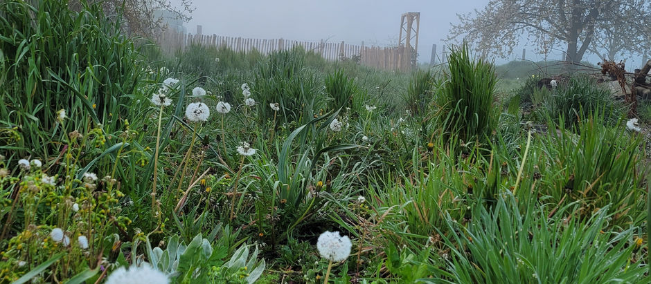 Welke lentebloemen voor een lente huwelijk?