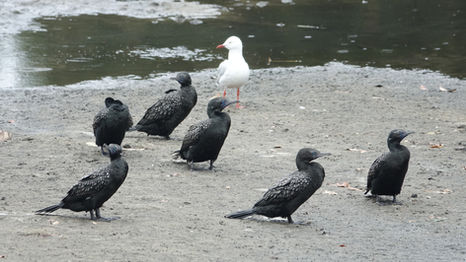 Bird Survey 31 January 2025