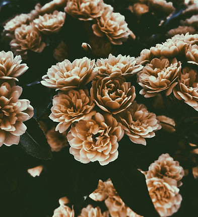 sepia Flowers