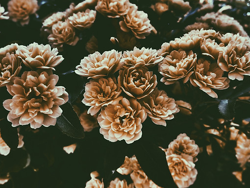 Sepia Flowers