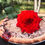 Thumbnail: Cherry pie with Cinnamon Pecan Crumble
