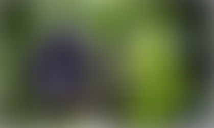 Унікальні гірські горили: де зустріти?