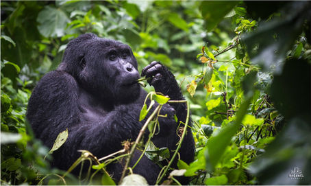 Унікальні гірські горили: де зустріти?