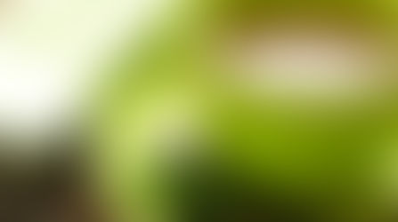 Tea Time! Health Benefits of Green Tea
