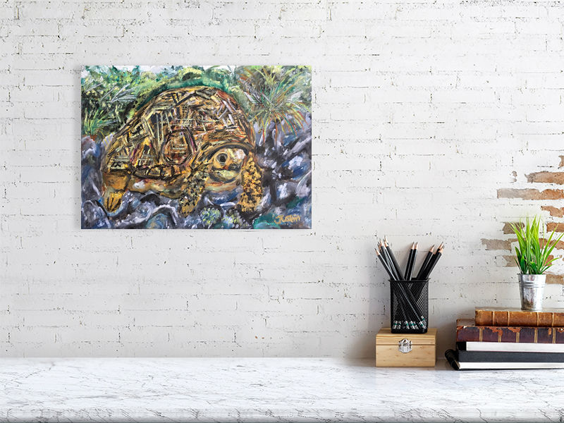 Thumbnail: Radiated Tortoise A3