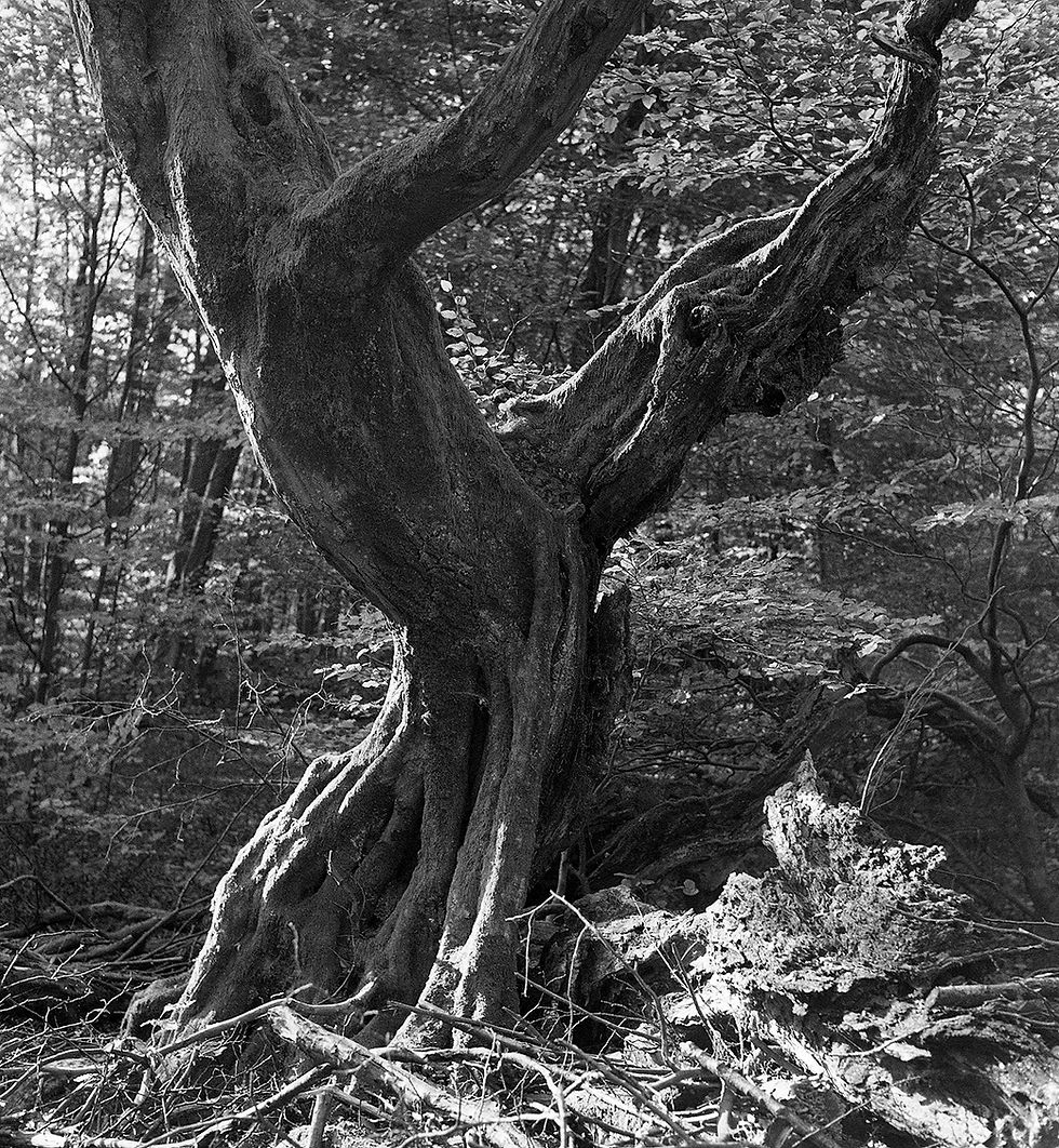 K6 - Urwald Sababurg