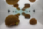 CoralRestoration_3.jpg