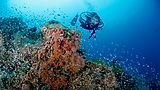 Li Lé Blue in Raja Ampat.jpg