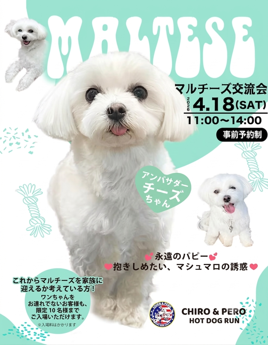 マルチーズ交流会