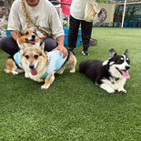 corgi-4 | CHIRO&PERO DOG RUN